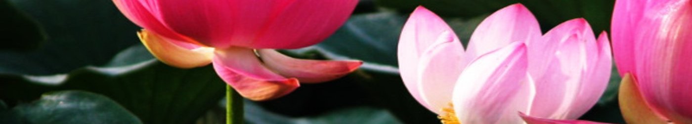 Padmakarma Image