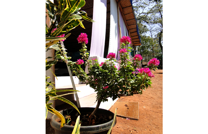  Goa