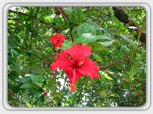  Thrissur