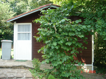Vipassana Meditation Centre Dhamma Nilaya Saints