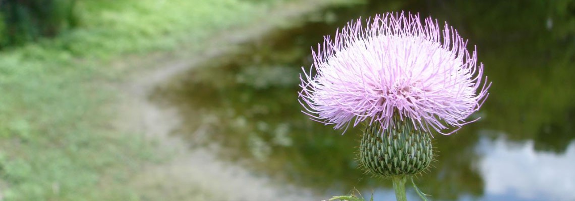Vipassana Meditation Center