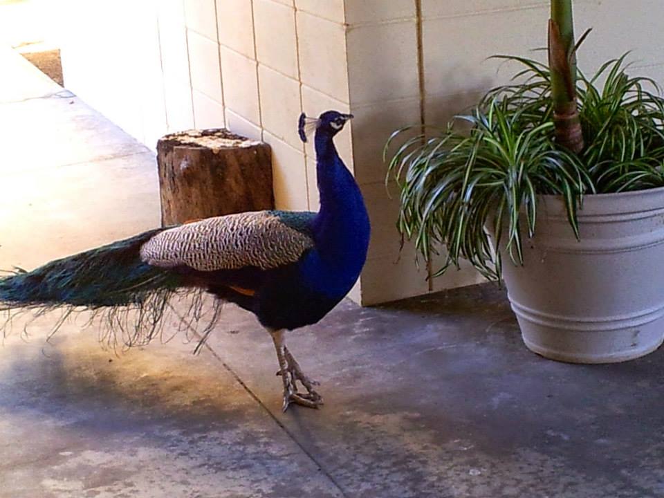 Ananda Meditation Center 