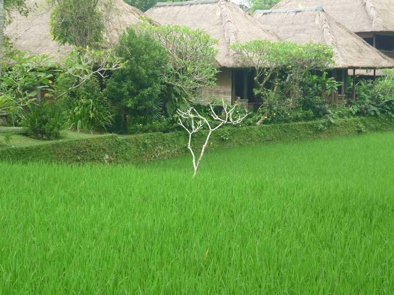  Indonesia
