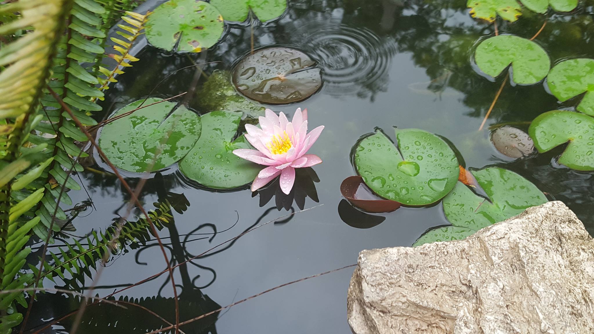 Sunshine Meditation Center Tampa