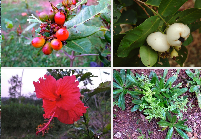 Ahimsa Ayurvedic Garden Retreats 