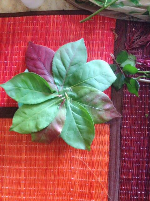 Champaka Ayurveda Thai Massage And Spa Center