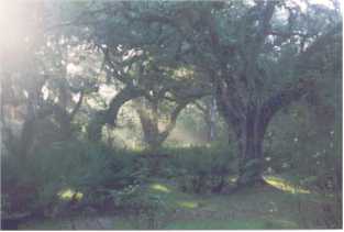 Rasayana Cove Ayurvedic Retreat Hardee