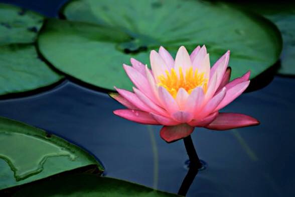 Simple Veda Ayurveda Center Dallas