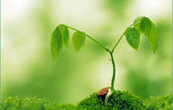 Sreedhari Ayurvedic Resort And Hospital Nedumbassery