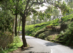  Kannur