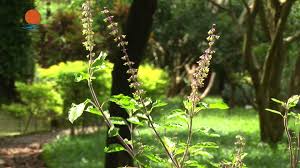 Thulasi Ayurveda Chikitsalayam Palakkad