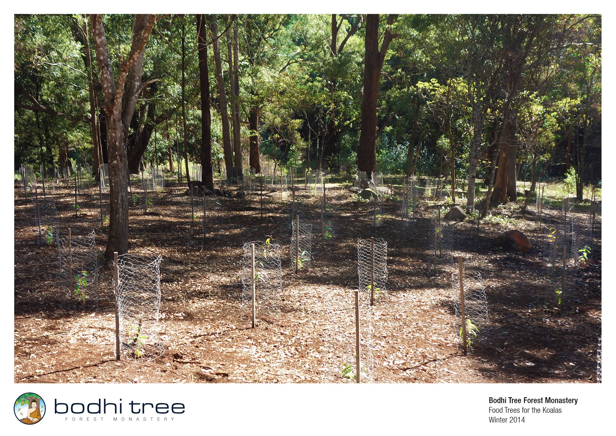Bodhi Tree Forest Monastery & Vipassana Retreat Centre 