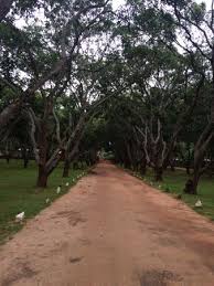  Dambulla
