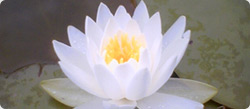 Yoga Teachers South Africa