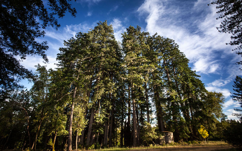  Sonoma