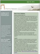 Dharma Treasure Buddhist Sangha 
