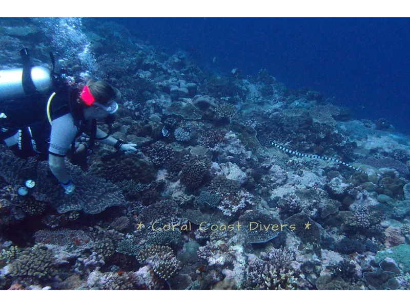 Coral Coast Divers