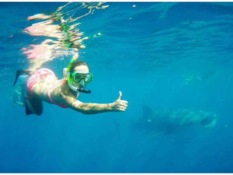 Exmouth Dive & Whalesharks Ningaloo Image