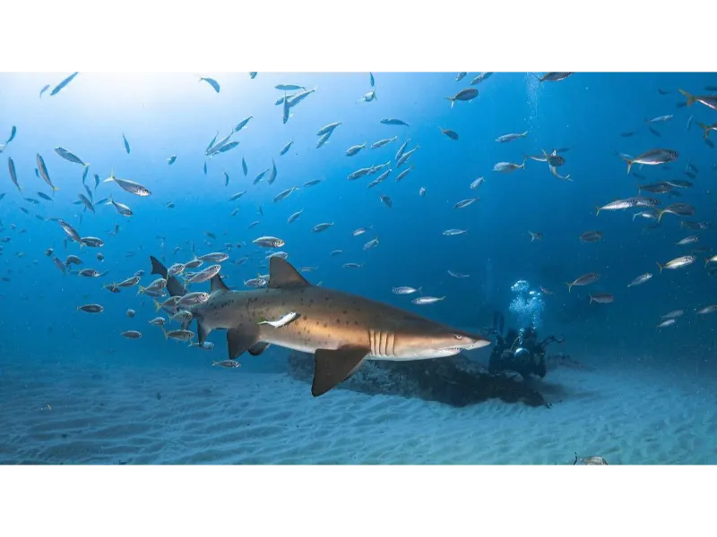 Forster Dive Centre Image