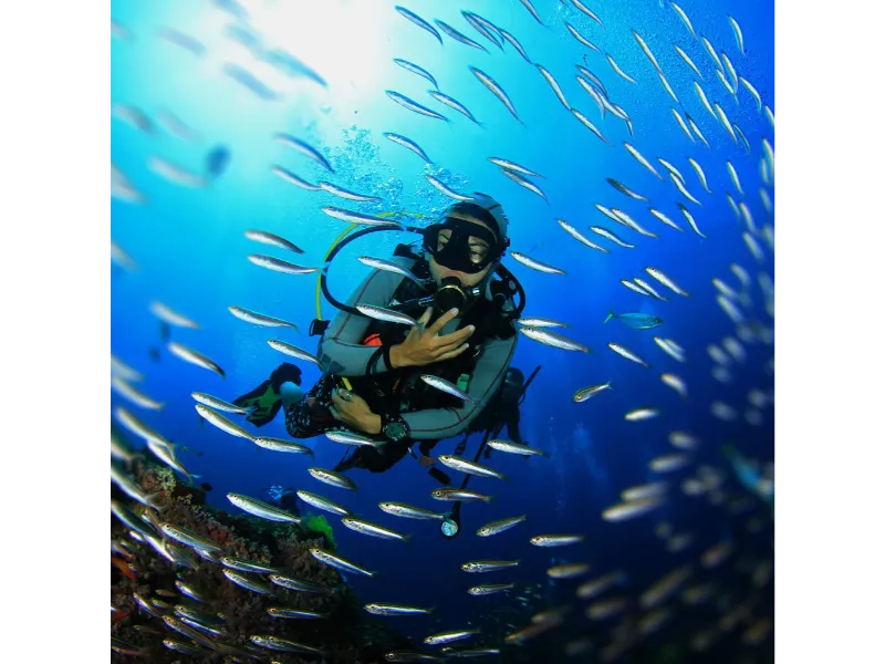 Gold Coast Dive Adventures