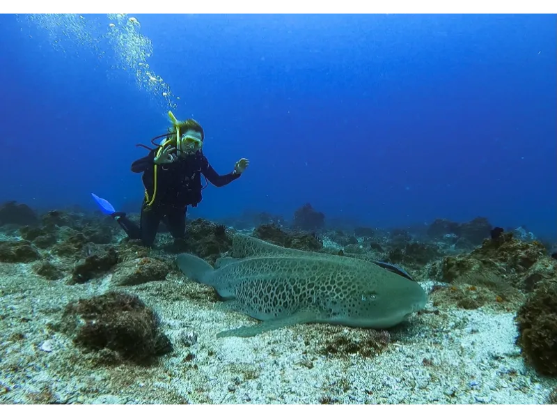 Jetty Dive Centre Image