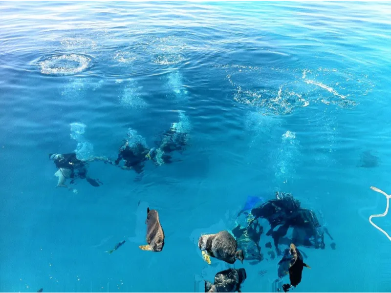 Ocean Free & Ocean Freedom - Cairns Premier Reef