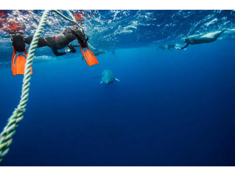 Scuba Iq Image