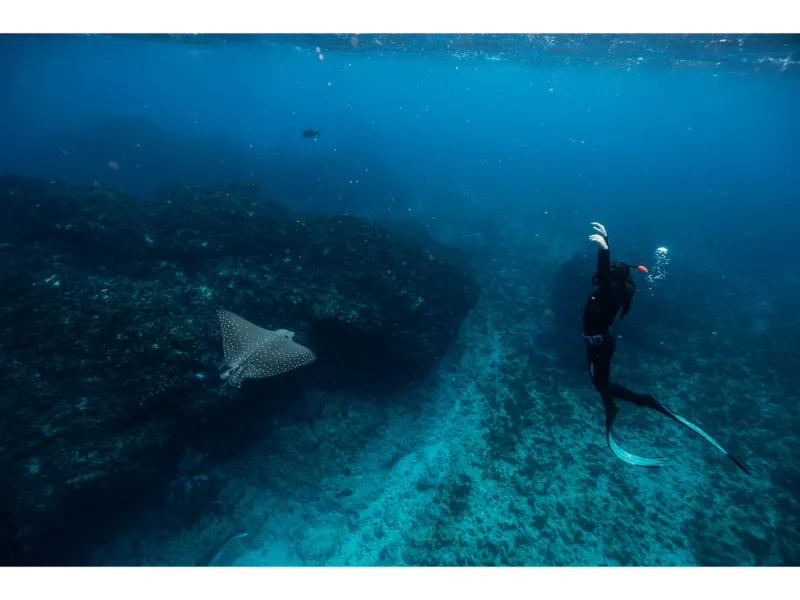 Sundive Byron Bay Image