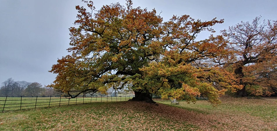 Ealing Yoga, Meditation And Philosophy Centre 