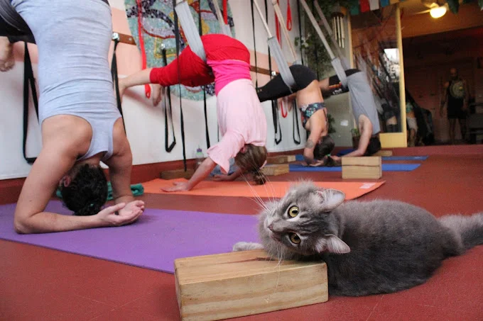 Yoga Agni 