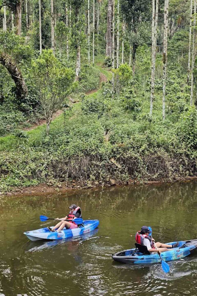 Misty Woods Resort 