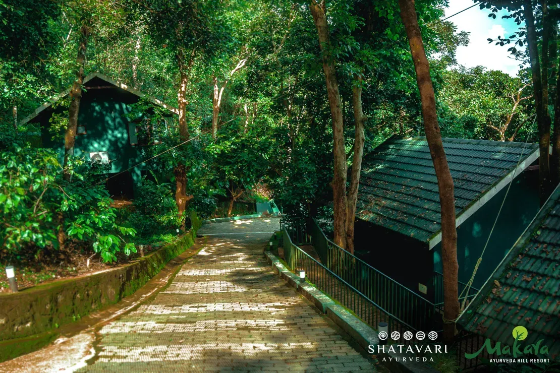 Shatavari Ayurveda India