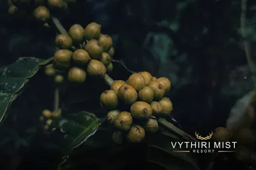 Vythiri Mist Resort 