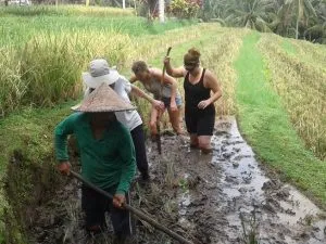 Balitrees Bali