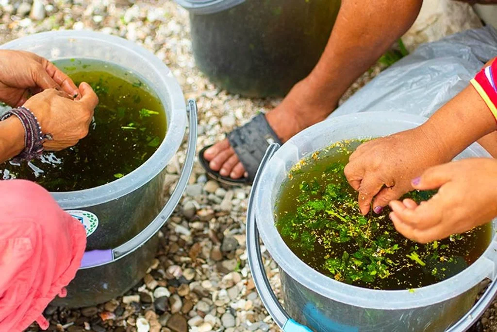 6 day ayahuasca retreat with peruvian shipibo healers in peru161705653671.webp