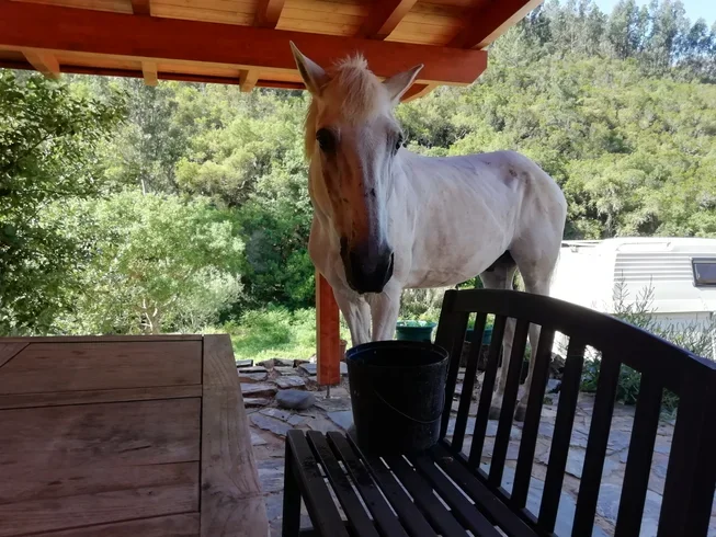 7 Day Soulful Yoga Retreat in Odeceixe, SW Portugal3.webp