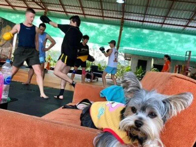 1 Week Mind and Body Transformation - Quiet Retreat with Yoga, Meditation, and Detox in Phitsanul (20).webp
